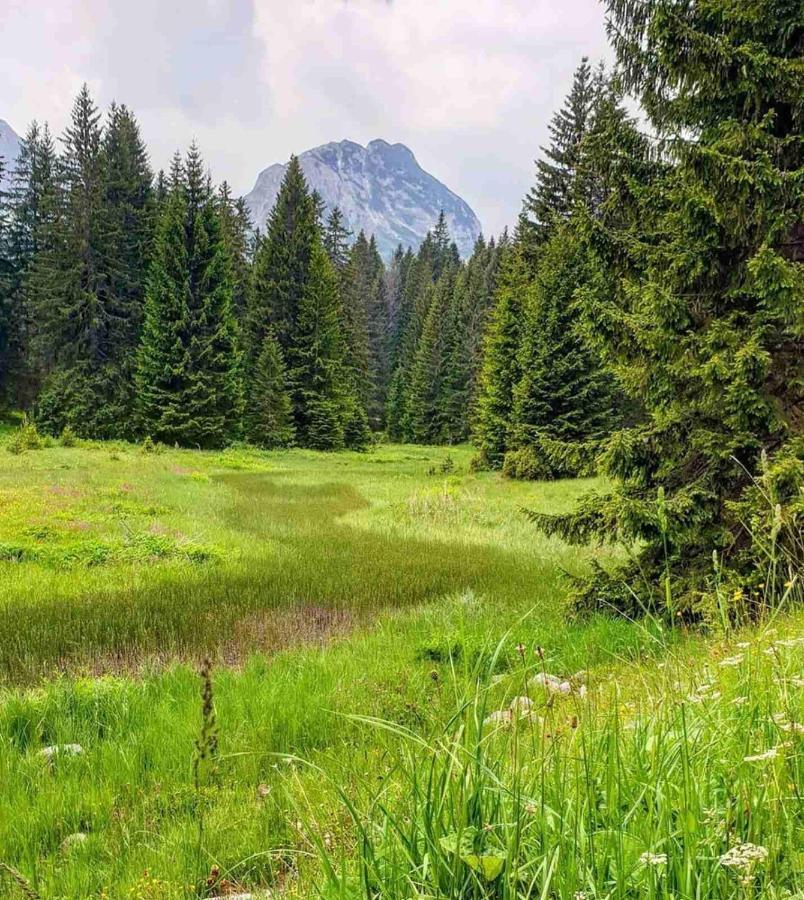 North Forest جابلياك المظهر الخارجي الصورة