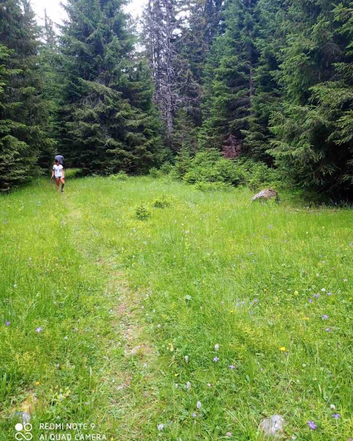 North Forest جابلياك المظهر الخارجي الصورة